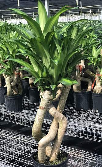 Wholesale Plants for Sale in Florida | Wholesale Plant Nursery